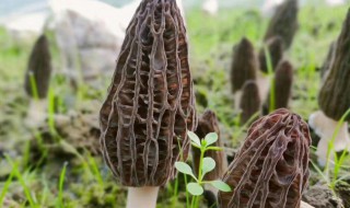 羊肚菌冷冻一个月还能吃吗 羊肚菌冷冻一个月还能吃吗图片