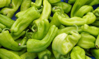 青椒的食用注意事项 青椒食用方法