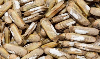 蛏子如何看是否死了（如何判断蛏子是否活着）