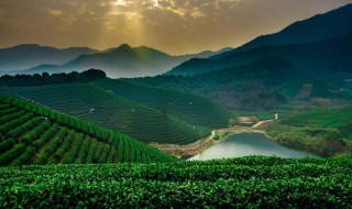 龙井茶的产地是哪里 西湖龙井茶价格多少钱一斤