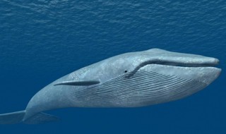 鲸鱼是什么动物 鲸鱼是什么动物?