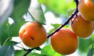 杏的功效与作用及食用方法 杏仁粉的功效与作用及食用方法