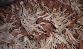茶树菇种植方法（茶树菇种植方法视频教程）