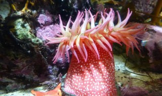 海葵是什么 海葵是什么动物腔肠动物吗
