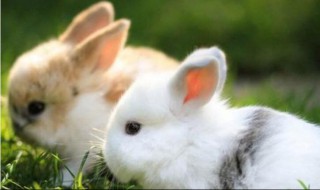 小兔子怎么养才不会死 小兔子怎么样养