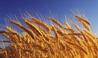 小麦的功效与作用 小麦的功效与作用及营养价值