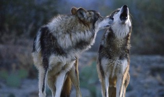 关于狼的文章 关于狼的文章300字