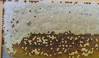 蜂蜡的作用与功效 蜂胶的作用与功效