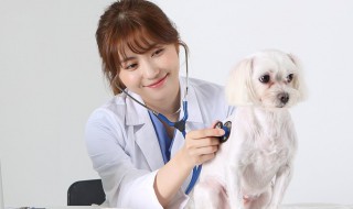宠物医生资格证怎么考 成人自考兽医证需要什么条件