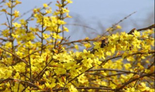 迎春花的资料 迎春花的资料三年级下册