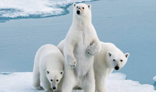北极熊的资料（北极熊的资料大全）