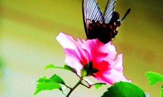 蝶恋花表达什么意思 蝶恋花表达了诗人怎样的感情