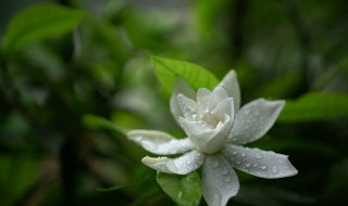 栀子花修剪时间和方法 栀子花修剪时间和方法图片