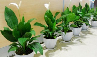 净化室内空气的植物 可以净化室内空气的植物