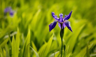 马兰花歌词（跳皮筋儿歌马兰花歌词）