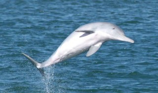 为什么中华白海豚是一级保护动物（为什么中华白海豚是一级保护动物呢）
