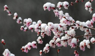 桃花雪是什么时候 桃花雪是什么时候拍的