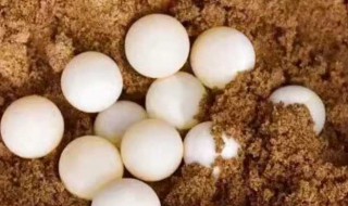 乌龟蛋可以吃吗 乌龟蛋可以吃吗怎么吃