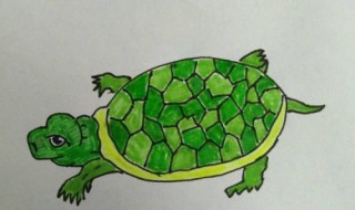 乌龟怎么画（乌龟怎么画霸气）