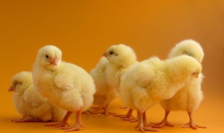 雏鸡的饲养管理技术 雏鸡的饲养管理技术的设计方案