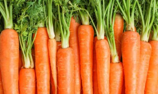 白萝卜和胡萝卜哪个好吃 白萝卜和胡萝卜哪个好