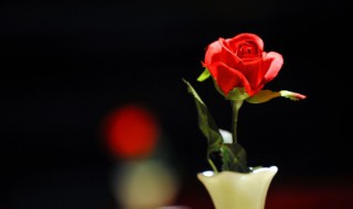 玫瑰花插花瓶怎么养才长得好 玫瑰花插花瓶怎么养才长得好看