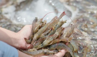 观赏螯虾养殖方法（观赏螯虾养殖方法和技术）