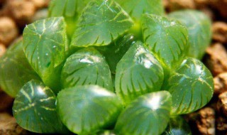 水晶雨露养殖方法