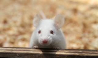 超声波能驱赶老鼠吗 老鼠最怕的10种驱鼠方法