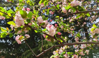 海堂花怎么养才长得好（海棠花怎样养护）