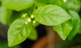 茉莉花怎么养才长得好 茉莉花怎么养才长得好土壤