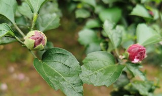 蜡梅花养殖方法（蜡梅花养殖方法图解）