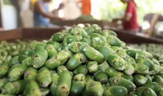 槟榔吃多了口腔溃疡怎么办 槟榔吃多了口腔溃疡怎么办小妙招