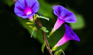 牵牛花花语是什么（牵牛花花语是什么意思）