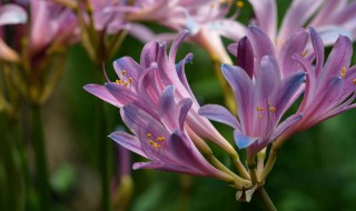 换锦花花语（换锦花和彼岸花的区别）