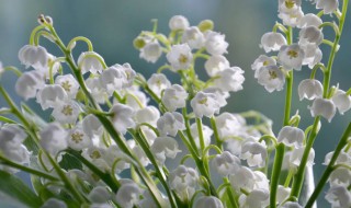 铃兰花花语 白色铃兰花花语