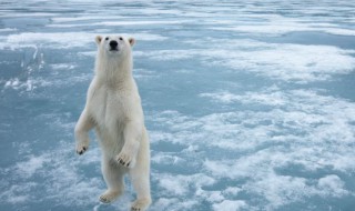 北极熊的天敌是什么（北极熊的天敌是什么动物）