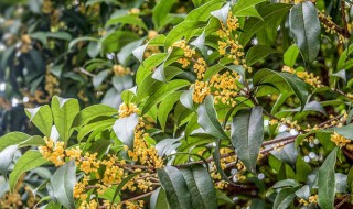 桂花能生吃吗 三种人坚决不能吃桂花