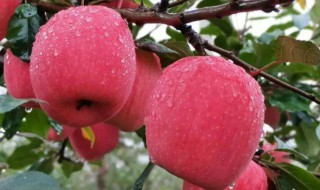 苹果苗怎么种 苹果苗怎么种植方法视频