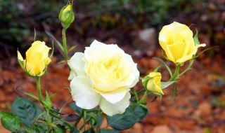 黄色玫瑰花什么寓意 黄色玫瑰花代表什么意义