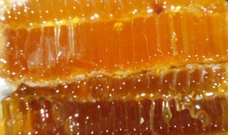 蜂胶是从哪里提取出来的 蜂胶用什么提取