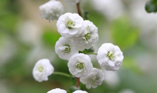 喷雪花花语 喷雪花的花语