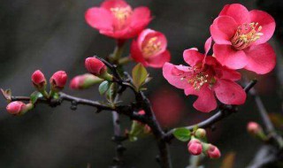 海棠花花语象征与寓意（海棠花花语象征与寓意是什么）