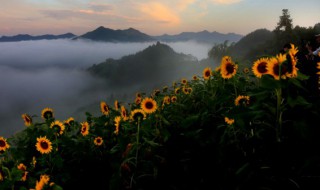 向日葵真正的花语（向日葵花语寓意）