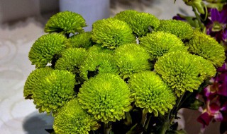 绿菊花的养殖方法和注意事项 绿菊怎么养注意什么