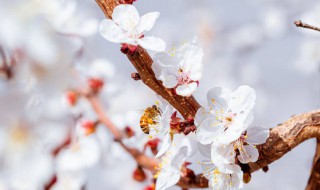 杏花的花语和寓意（杏花的花语和寓意和象征）