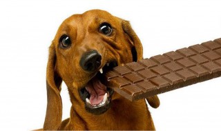狗吃巧克力会怎么样（狗吃巧克力会怎么样怎么处理）