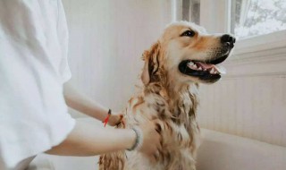 在家怎么给小狗洗干净 在家怎么给小狗狗洗澡