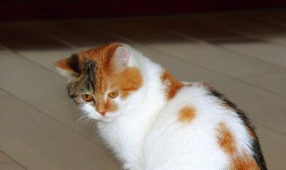 猫咪睡觉时为什么把身体卷成团（猫咪睡觉身体为什么卷起来）