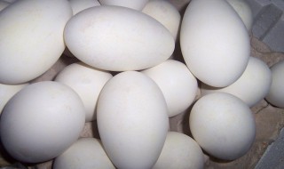 鹅蛋的营养 鹅蛋的营养价值高还是鸡蛋的营养价值高